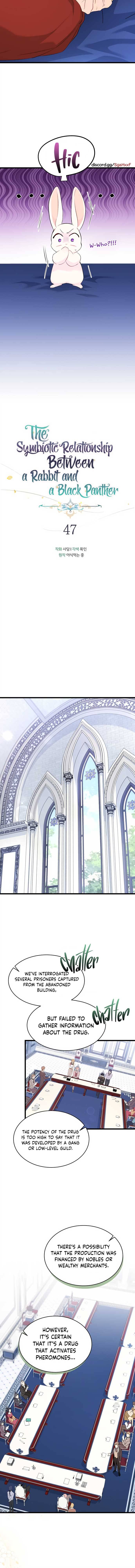 A Symbiotic Relationship Between A Rabbit And A Black Panther chapter 47 page 3