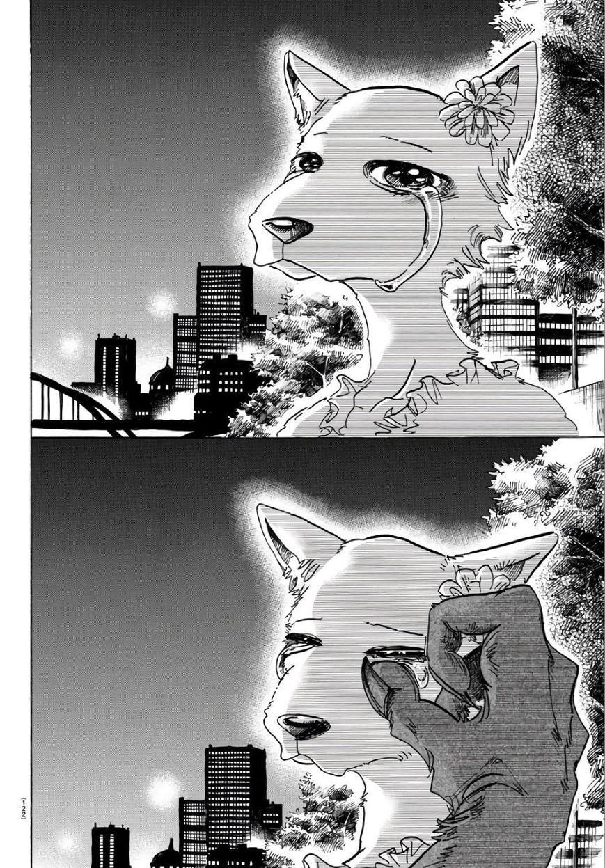 Beastars chapter 86 page 16