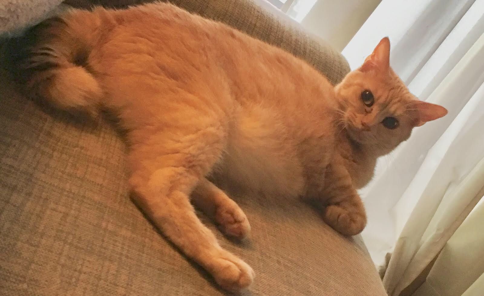 Boku no Kokoro no Yabai Yatsu chapter 33 page 17