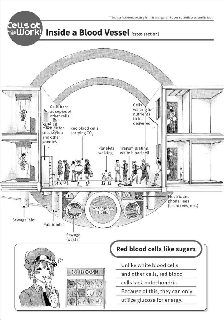 Hataraku Saibou chapter 10 page 28