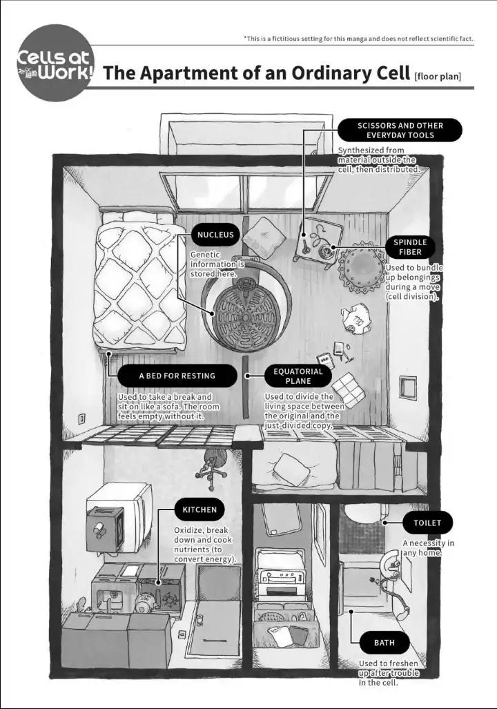 Hataraku Saibou chapter 11 page 29