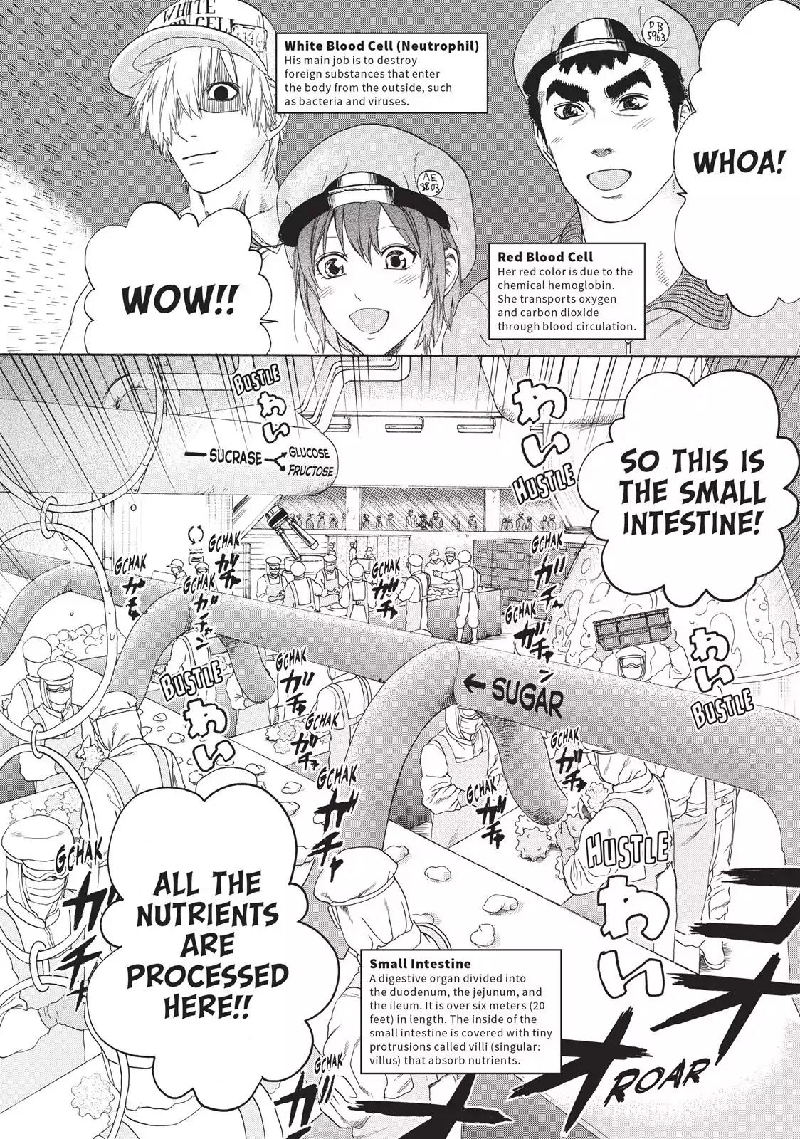 Hataraku Saibou chapter 19 page 2