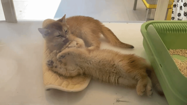 Iron Ladies chapter 656 page 12